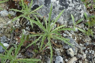 Carlina vulgaris