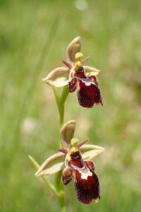 Ophrys x nelsonii
