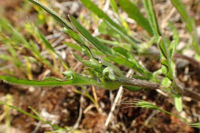 Prunella laciniata