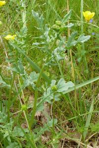 Jacobaea vulgaris