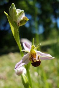 Ophrys apifera