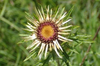 Carlina vulgaris