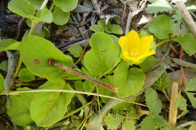 Lysimachia nummularia