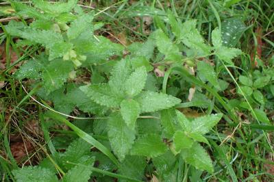 Melittis melissophyllum