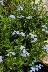 Myosotis scorpioides