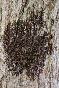 Frullania dilatata