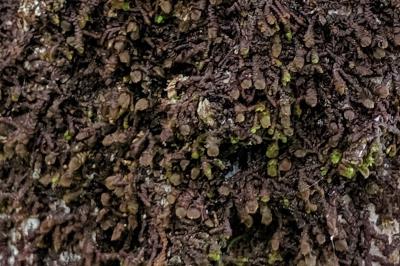 Frullania dilatata