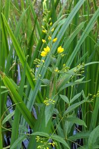 Lysimachia vulgaris