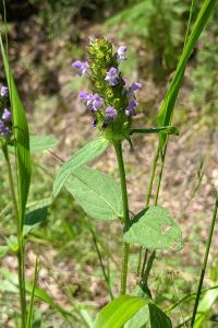 Prunella vulgaris