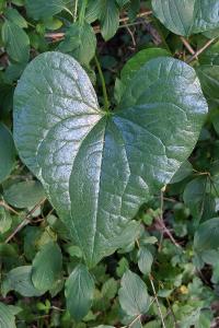 Dioscorea communis
