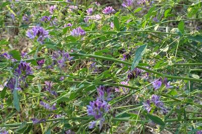 Medicago sativa