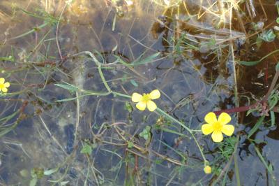 Ranunculus flammula