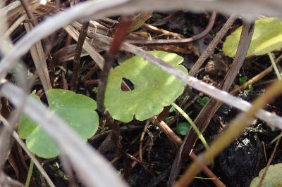 Hydrocotyle vulgaris
