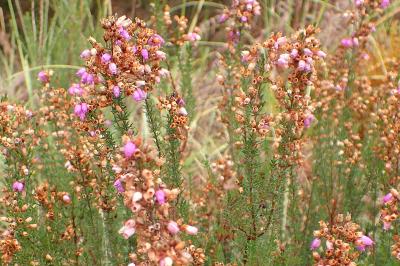 Erica cinerea