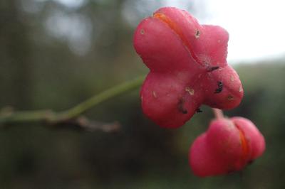 Euonymus europaeus