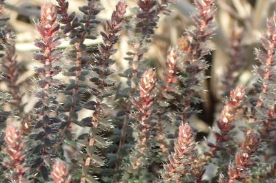 Erica ciliaris