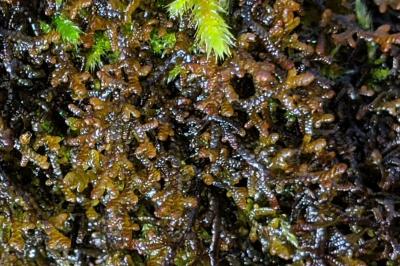 Frullania tamarisci