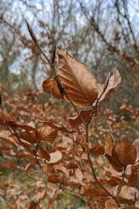 Fagus sylvatica