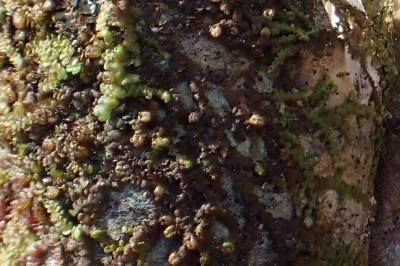 Frullania dilatata