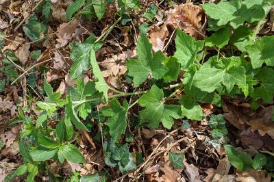 Bryonia dioica
