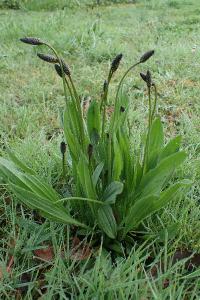 Plantago lanceolata