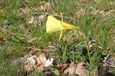 Narcissus gigas