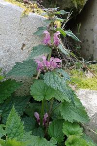Lamium maculatum