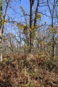 Ulex europaeus