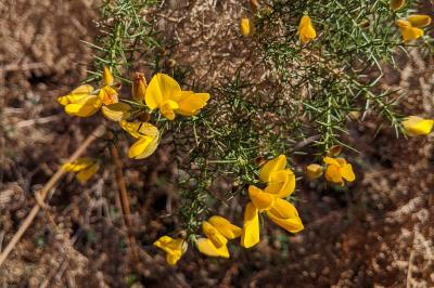 Ulex europaeus