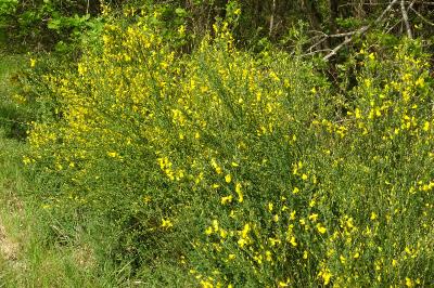 Cytisus scoparius
