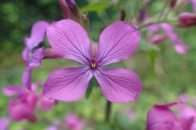 Lunaria annua