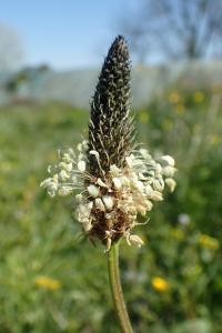 Plantago lanceolata