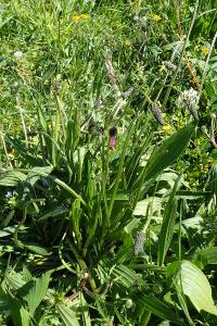 Plantago lanceolata