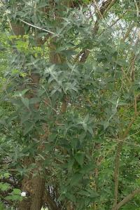 Buddleja davidii