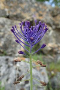 Muscari comosum