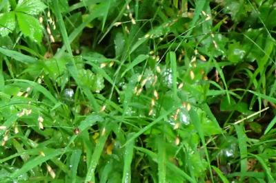 Melica uniflora