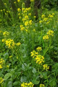 Barbarea vulgaris