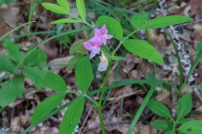 Lathyrus linifolius