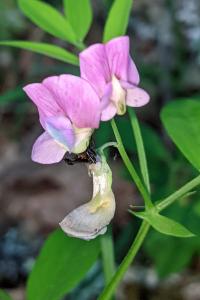 Lathyrus linifolius