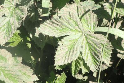 Filipendula ulmaria