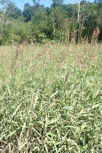 Phalaris arundinacea