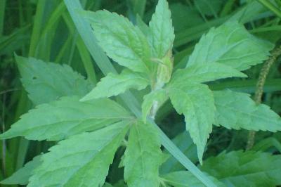 Eupatorium cannabinum