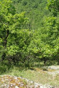 Quercus pubescens