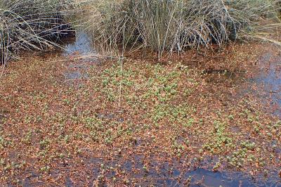 Hypericum elodes