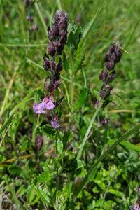 Teucrium chamaedrys