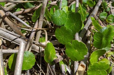 Hydrocotyle vulgaris