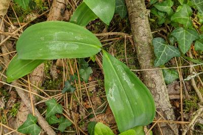 Convallaria majalis