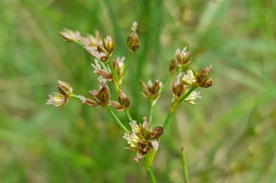 Juncus acutiflorus
