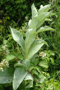 Verbascum thapsus