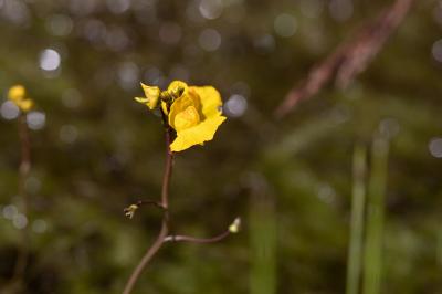 Utricularia neglecta